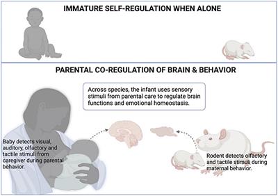 Neurobiology of Parental Regulation of the Infant and Its Disruption by Trauma Within Attachment